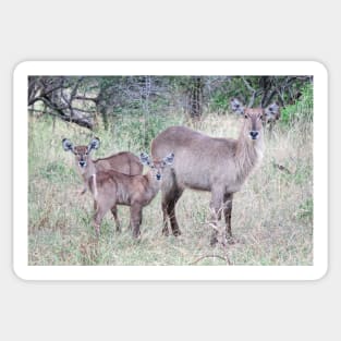 Waterbuck family Sticker